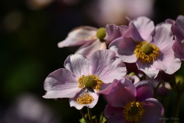 Flowers of late summer - Japanese pink anemone - Anemone japonica