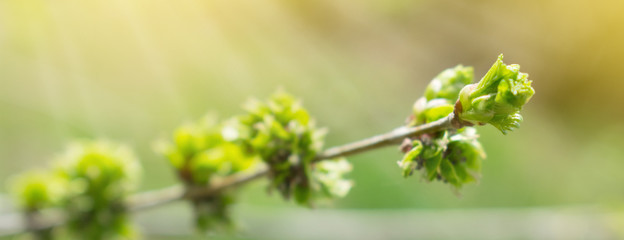 Spring background with branch and blooming young green leaves. Close up of green branch in sunlight and rays. Gentle green spring summer background banner. Selective focus