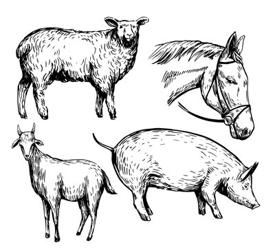 Sketch of farm animals. Hand drawn illustrationcinverted to vector