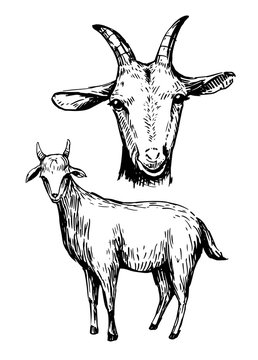 Skech of goat. Hand drawn vector. Isolated