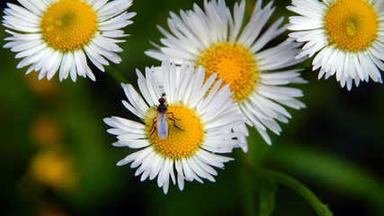 Obraz premium Fly on flowers