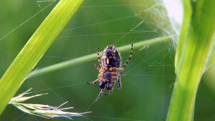 Spider on spiderweb