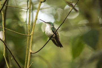 wild birds flying free in the rainforest in Mindo, Ecuador
