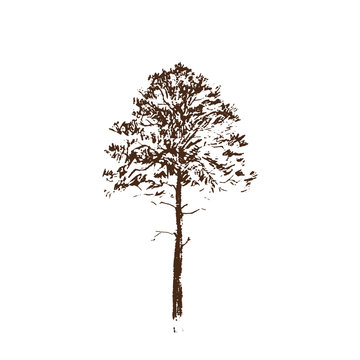 Pine tree. Brown line drawing Isolated on white Background. Hand drawn vector illustration. Pencil sketch.