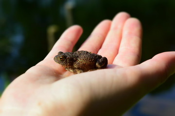 Little toad (Latin Bufonidae) in his hand, free space for text, on the background of the river.