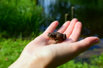 Little toad (Latin Bufonidae) in his hand, free space for text, on the background of the river.