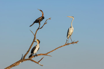 Three birds (grey heron) sitting on a branch all looking to left side