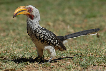 Southern yellow billed hornbill sitting on ground, green grass, South Africa