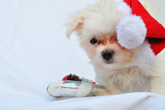 christmas white maltese dog puppy