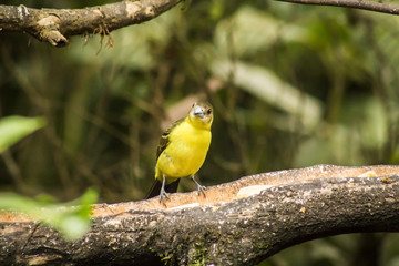 wild birds flying free in the rainforest in Mindo, Ecuador