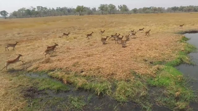 Springboks running next to a river