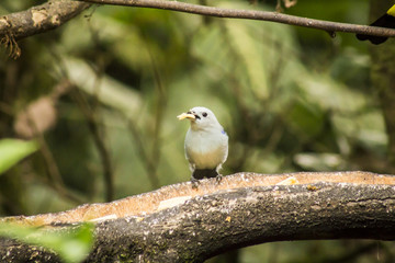 wild birds flying free in the rainforest in Mindo, Ecuador