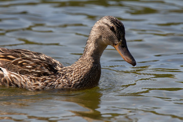 Duck