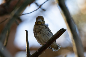 Naklejka premium Grumpy Bird