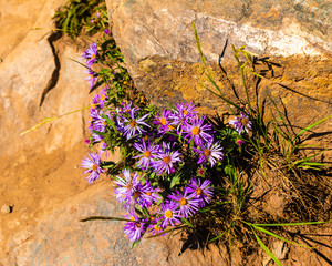 Blue Asters Breckenridge Colorado Wildflowers