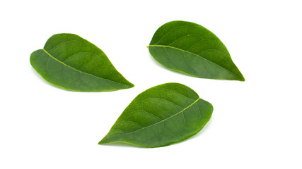 green star gooseberry leaf isolated on white background