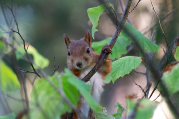 Curiouse squirell