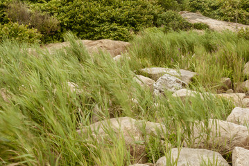 Wind-blown marsh grass poking up between granite boulders