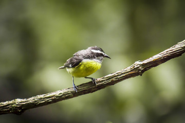 wild birds flying free in the rainforest in Mindo, Ecuador