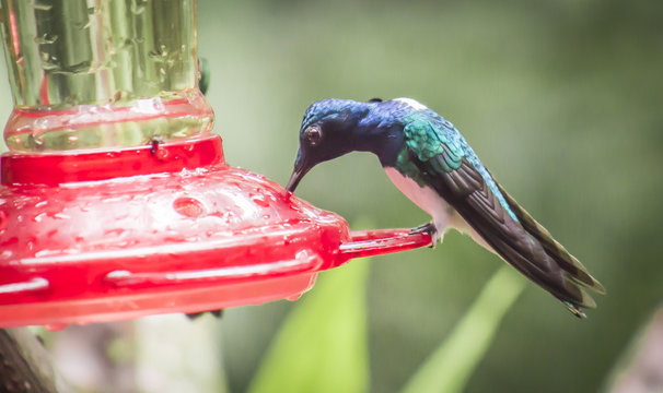 wild birds flying free in the rainforest in Mindo, Ecuador