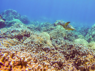 Fototapeta na wymiar Turtle swimming over coral reef
