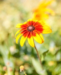 in the sunny summer garden - in the close-up of a yellow flower with a red veil; background beautiful blurred