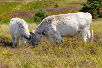 Fototapeta premium Head butting cows