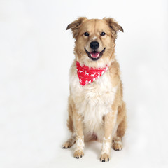 Cute adorable cuddle pup wearing Christmas cheer bandana.