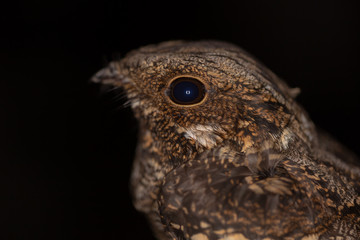 Nightjar portrait