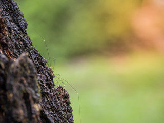 A spider climbed on a tree.
