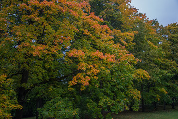 Autumn trees