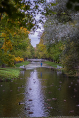 Fototapeta premium Yellow autumn tree with water