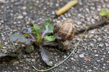 Weinbergschnecke