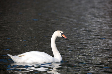Höckerschwan