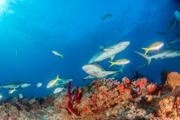 Caribbean reef shark at the Bahamas