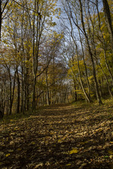 Fototapeta premium WAldweg im Herbst