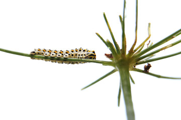 caterpillar of butterfly swallowtail - machaon, feeds on dill - fennel, bottom view