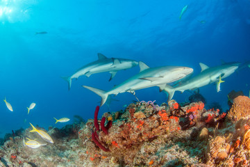 Fototapeta premium Caribbean reef shark at the Bahamas