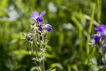 Lila Wildblumenbl&uuml;ten