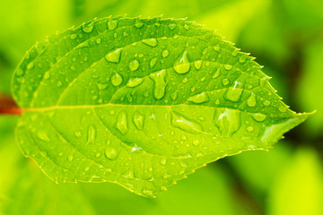 Leaves with drops of water.