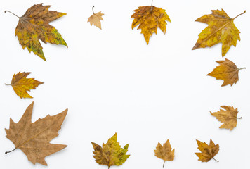 Autumn leaves frame isolated on white background, copy space. Flat lay, top view.
