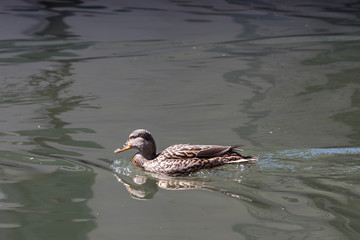Stockente