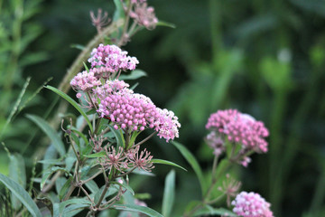 Wild Flowers