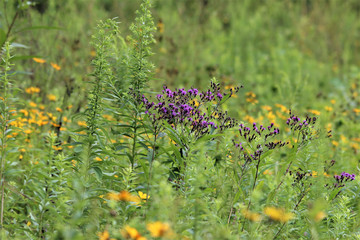 Wild Flowers