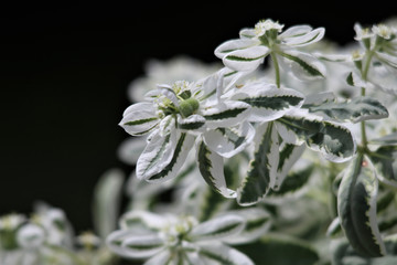 Wild Flowers