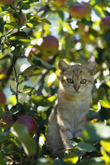Naklejka na ściany i meble Little kitten sitting on a branch of an apple tree, hanging ripe apples.