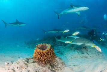 Caribbean reef shark at the Bahamas