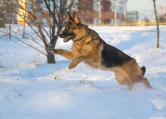 German shepherd in the winter park