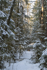 The trees covered with snow in winter forest