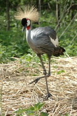 Grey necked crowned crane